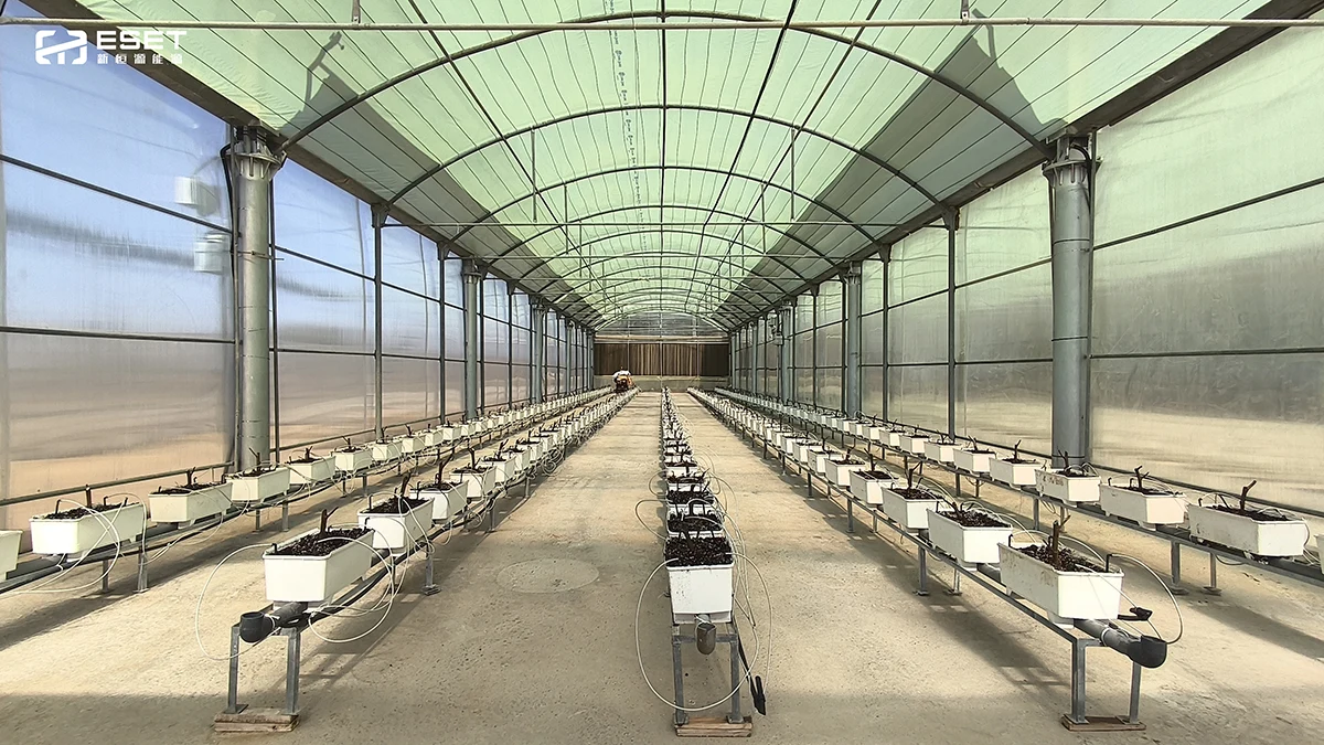 新恒源能源打造MEA地区智慧农业样板